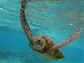 السلاحف البحرية تفرز عادة مواد سامة.