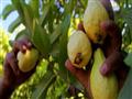 السعودية تحظر الجوافة المجمدة والمصنعة