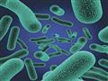 5 أنواع من البكتيريا تسببالتسمم الغذائي                                                                                                                                                                