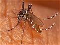 الملاريا تحبس أهالي العدوة بإدفو (8)                                                                                                                                                                    