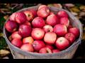   تعرف على الفوائد الصحية لتناول التفاح.. منها الو