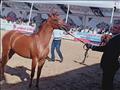 مهرجان الخيول العربية بمدينة جمصة (6)