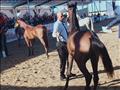 مهرجان الخيول العربية بمدينة جمصة (3)                                                                                                                                                                   