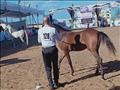 مهرجان الخيول العربية بمدينة جمصة (4)                                                                                                                                                                   