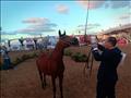 مهرجان الخيول العربية بمدينة جمصة (7)                                                                                                                                                                   