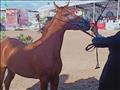 مهرجان الخيول العربية بمدينة جمصة (8)                                                                                                                                                                   