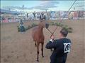 مهرجان الخيول العربية بمدينة جمصة (9)                                                                                                                                                                   