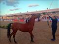 مهرجان الخيول العربية بمدينة جمصة (10)                                                                                                                                                                  