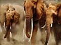 الفيلة البرية - صورة ارشيفية