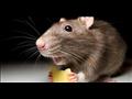 كيف تصطاد الفئران من دون قتلها؟