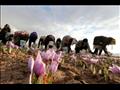 إيرانيون يجمعون زهور الزعفران في محافظة خراسان