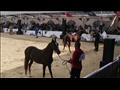 مهرجان المنوفية للخيول العربية١٤_2                                                                                                                                                                      