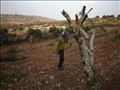 قطع أشجار الزيتون في فلسطين