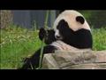 الصين حظرت التصوير مع الباندا                                                                                                                                                                           