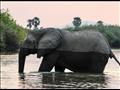 فيل يمر في بحيرة خطيرة مليئة بالتماسيح                                                                                                                                                                  