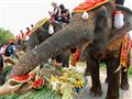  بالصور- لماذا تحتفل هذه الدولة بـ"يوم الفيل" في 13 مارس؟                                                                                                                                               