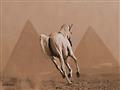  بعد نفوق أجمل حصان.. تعرف على خريطة مزارع الخيول العربية الأصيلة بمصر                                                                                                                                  
