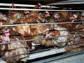   صور تكشف معاناة الدجاج في مزرعة شهيرة لإنتاج الب