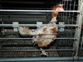   صور تكشف معاناة الدجاج في مزرعة شهيرة لإنتاج البيض في بريطانيا                                                                                                                                        