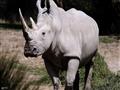 وحيد القرن الأبيض