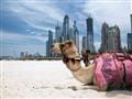 سياحة دبي (3)                                                                                                                                                                                           