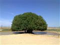 شاهد الشجرة التي استظل تحتها النبي في رحلته للشام (5)                                                                                                                                                   