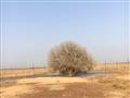 شاهد الشجرة التي استظل تحتها النبي في رحلته للشام (1)                                                                                                                                                   