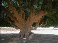 شاهد الشجرة التي استظل تحتها النبي في رحلته للشام (7)                                                                                                                                                   