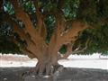 شاهد الشجرة التي استظل تحتها النبي في رحلته للشام