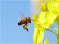 الكحلاوي توضح الدقة القرآنية فى شرح تكوين النحلة و