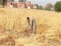 استياء مزارعي القمح في المنوفية (1)