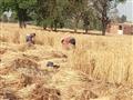 استياء مزارعي القمح في المنوفية (2)                                                                                                                                                                     