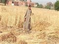 استياء مزارعي القمح في المنوفية (3)                                                                                                                                                                     