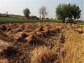 استياء مزارعي القمح في المنوفية (4)                                                                                                                                                                     