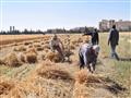 حصاد القمح في سوهاج (3)                                                                                                                                                                                 