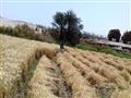 حصاد القمح في سوهاج (4)                                                                                                                                                                                 