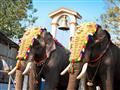 مهرجانات الفيلة في الهند