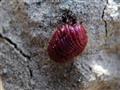 "لمذاقها ولونها".. هذه الحشرة تستخدم في صُنع أحمر شفاتك                                                                                                                                                 