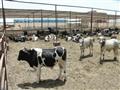 حظائر محطة تسمين الماشية في بورسعيد