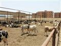 حظائر محطة تسمين الماشية في بورسعيد2                                                                                                                                                                    