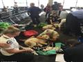 لحظة مؤثرة لكلبة تلد جراءها في المطار  (2)