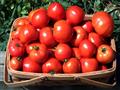 tomato_basket