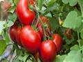 الطماطم-الصادرات-المغربية-الاتحاد-الأوروبي-659x330
