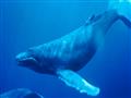 بعد ظهور الحوت الأزرق في البحر الأحمر.. 10 معلومات قد لا تعرفه عنه (4)                                                                                                                                  