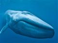 بعد ظهور الحوت الأزرق في البحر الأحمر.. 10 معلومات قد لا تعرفه عنه (3)                                                                                                                                  
