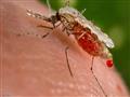 مكافحة  الملاريا
