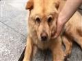 بالفيديو- كلب مخلص ينتظر صاحبه 12 ساعة داخل محطة ي