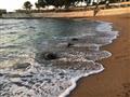 لحظة اطلاق السلاحف في البحر المتوسط (1)                                                                                                                                                                 