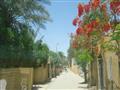 منازل و شوارع قرية تونس                                                                                                                                                                                 