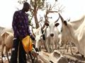الفولاني يعيشون على رعي المواشي شمالي البلاد